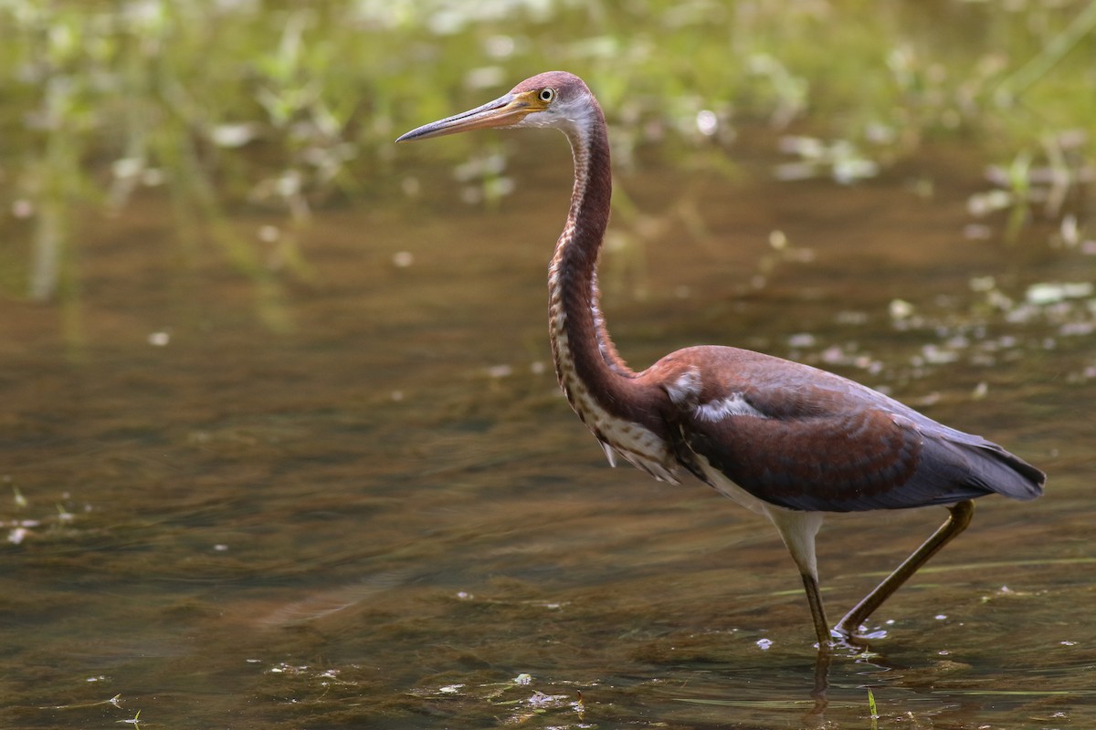 Tricolored Heron - ML358012021