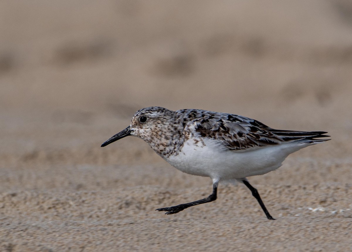 Sanderling - ML358013561