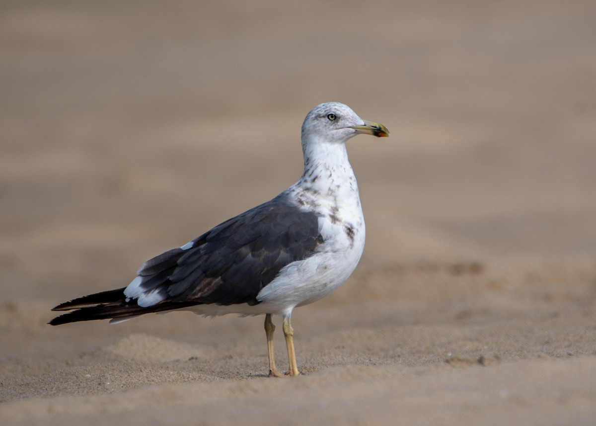 Lesser Black-backed Gull - ML358013671