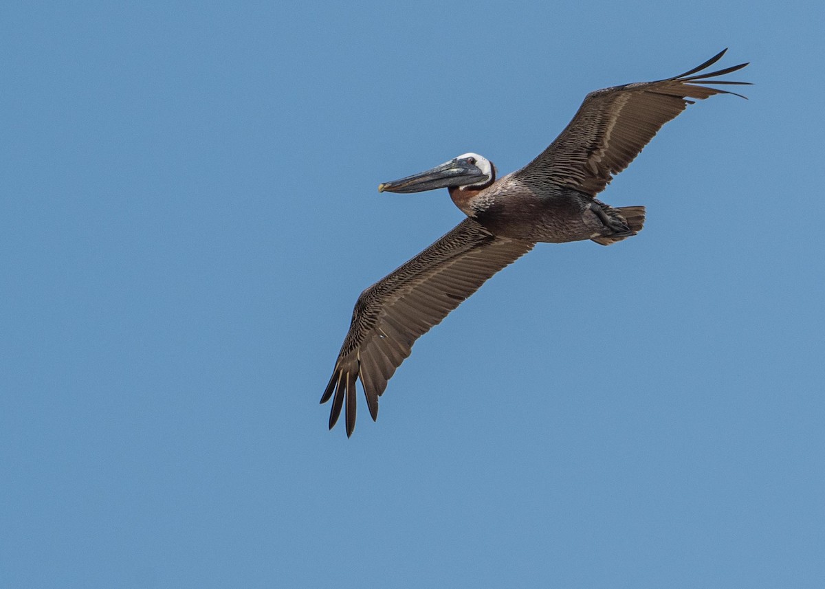 Brown Pelican - ML358013731