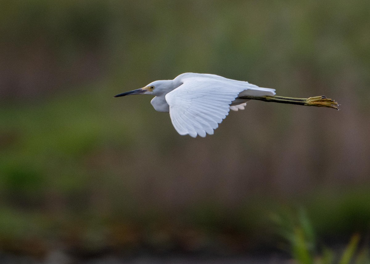 Snowy Egret - ML358013821