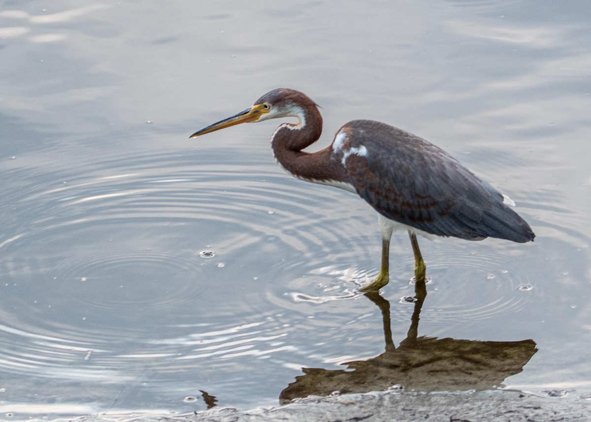 Tricolored Heron - ML358013881