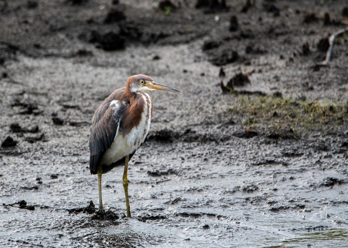 Tricolored Heron - ML358013911