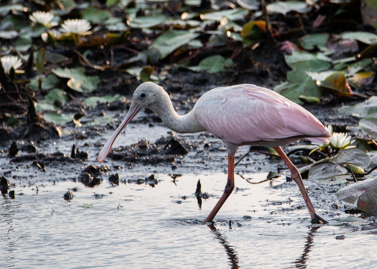 Roseate Spoonbill - ML358013981