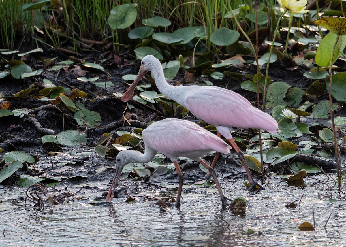 Roseate Spoonbill - ML358013991
