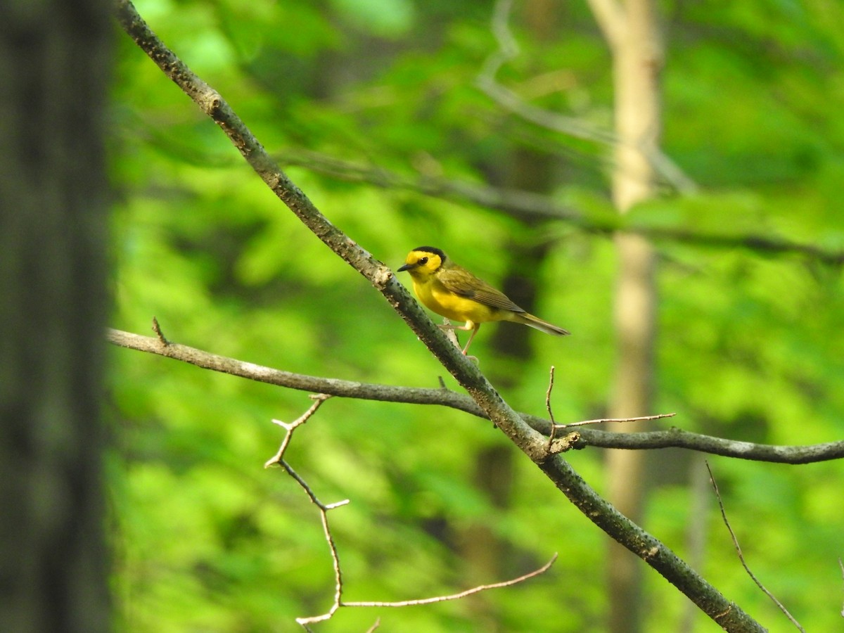 Hooded Warbler - ML358014001