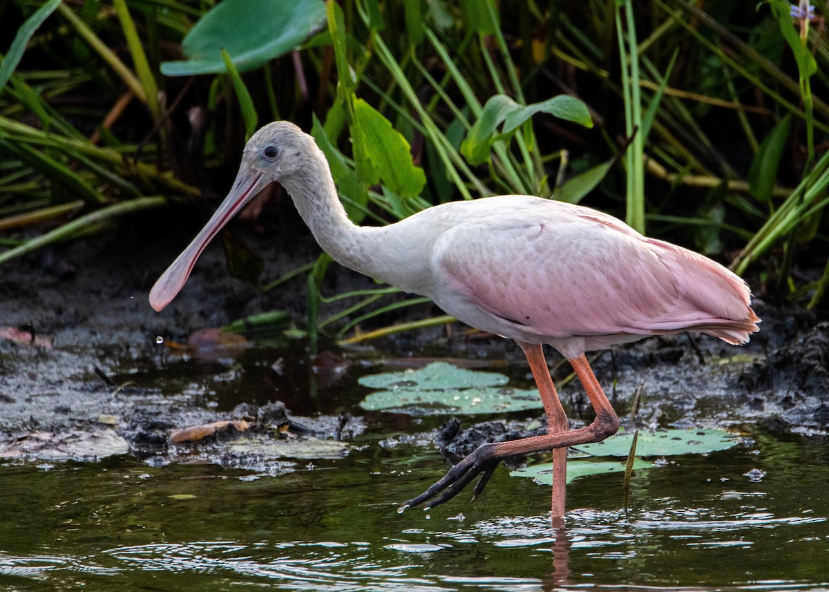Roseate Spoonbill - ML358014011