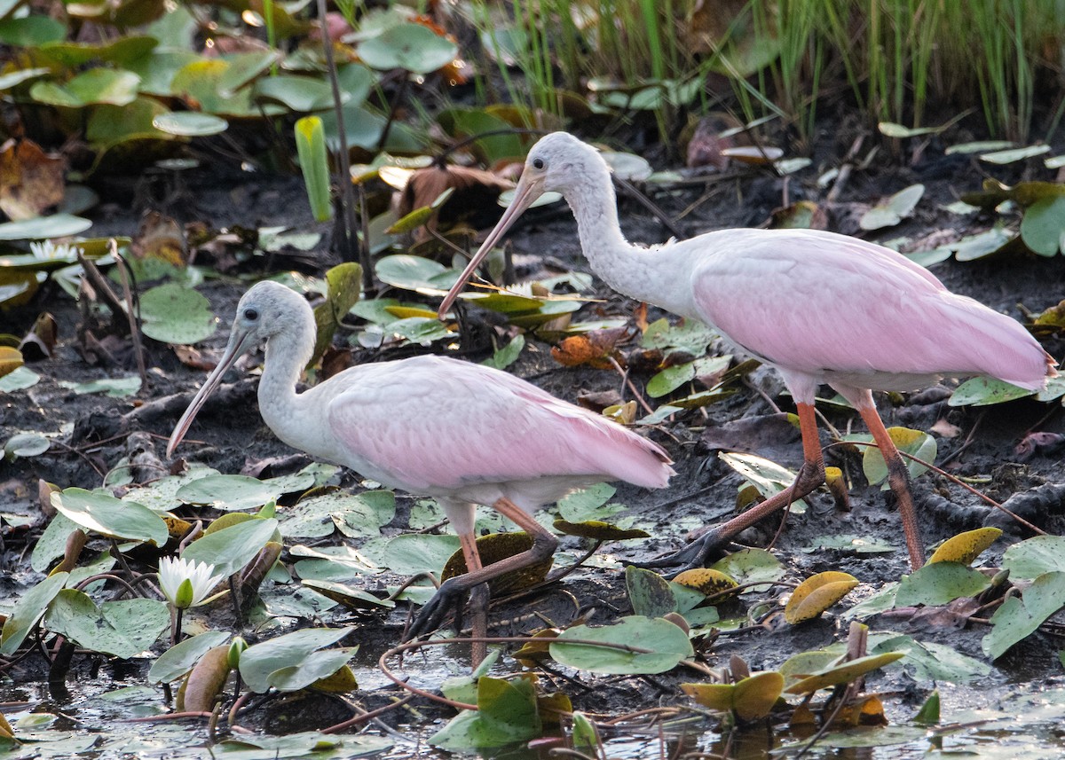 Roseate Spoonbill - ML358014021