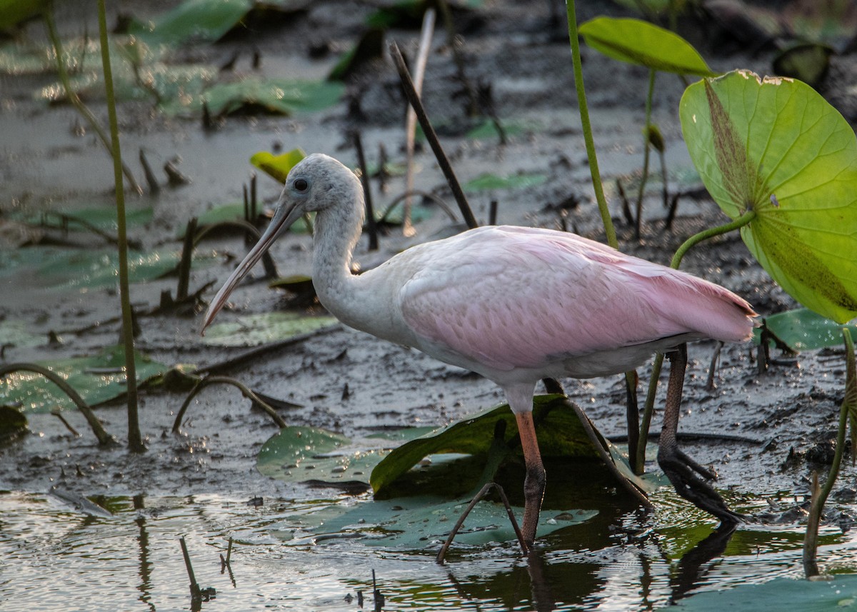 Roseate Spoonbill - ML358014031