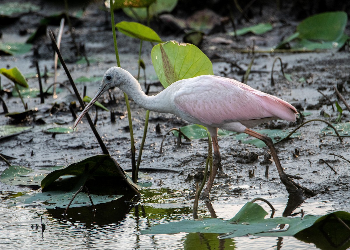 Roseate Spoonbill - ML358014061