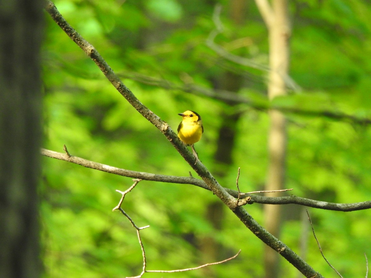 Hooded Warbler - ML358014071