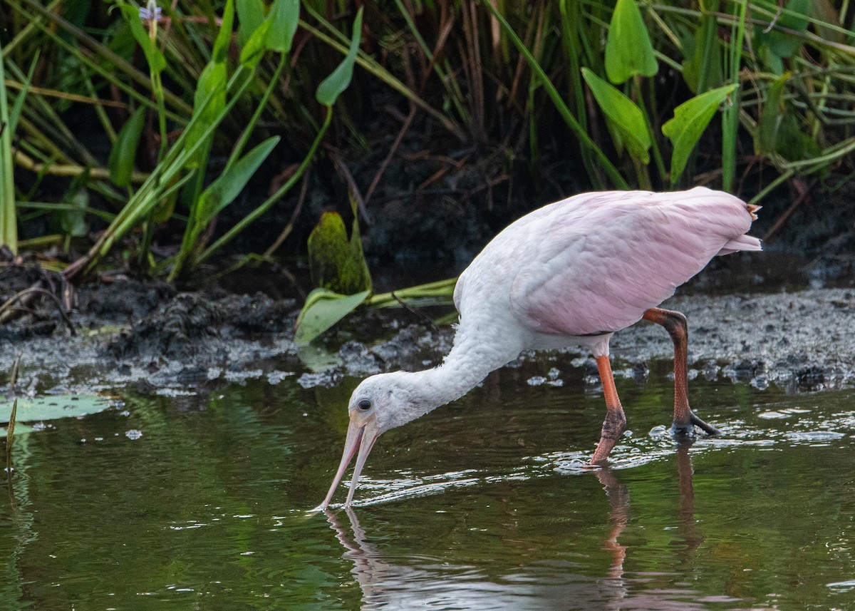 Roseate Spoonbill - ML358014111