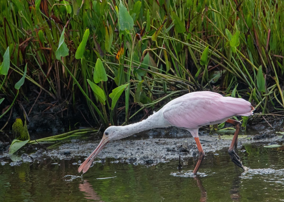 Roseate Spoonbill - ML358014121