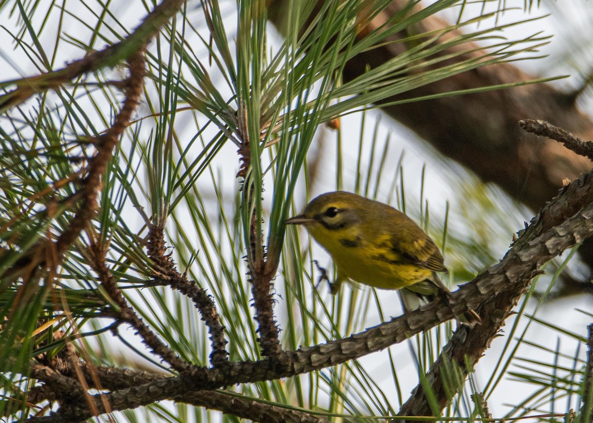 Prairie Warbler - ML358014531