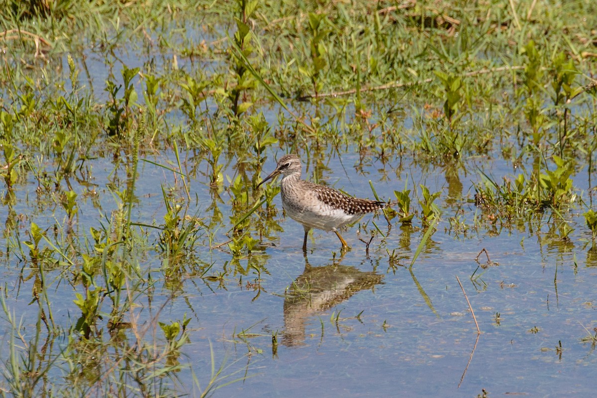 Wood Sandpiper - Bob Bowhay