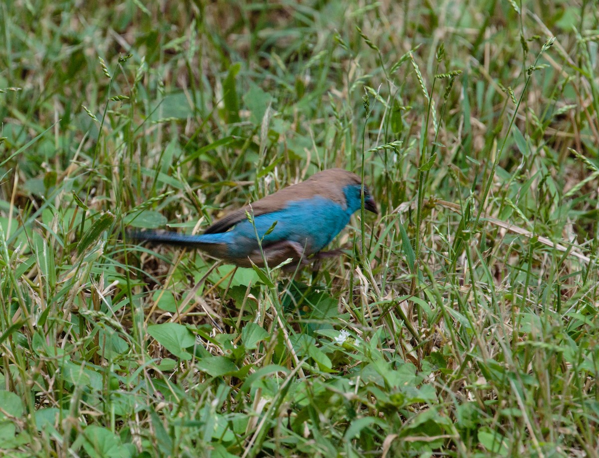 Southern Cordonbleu - Bob Bowhay