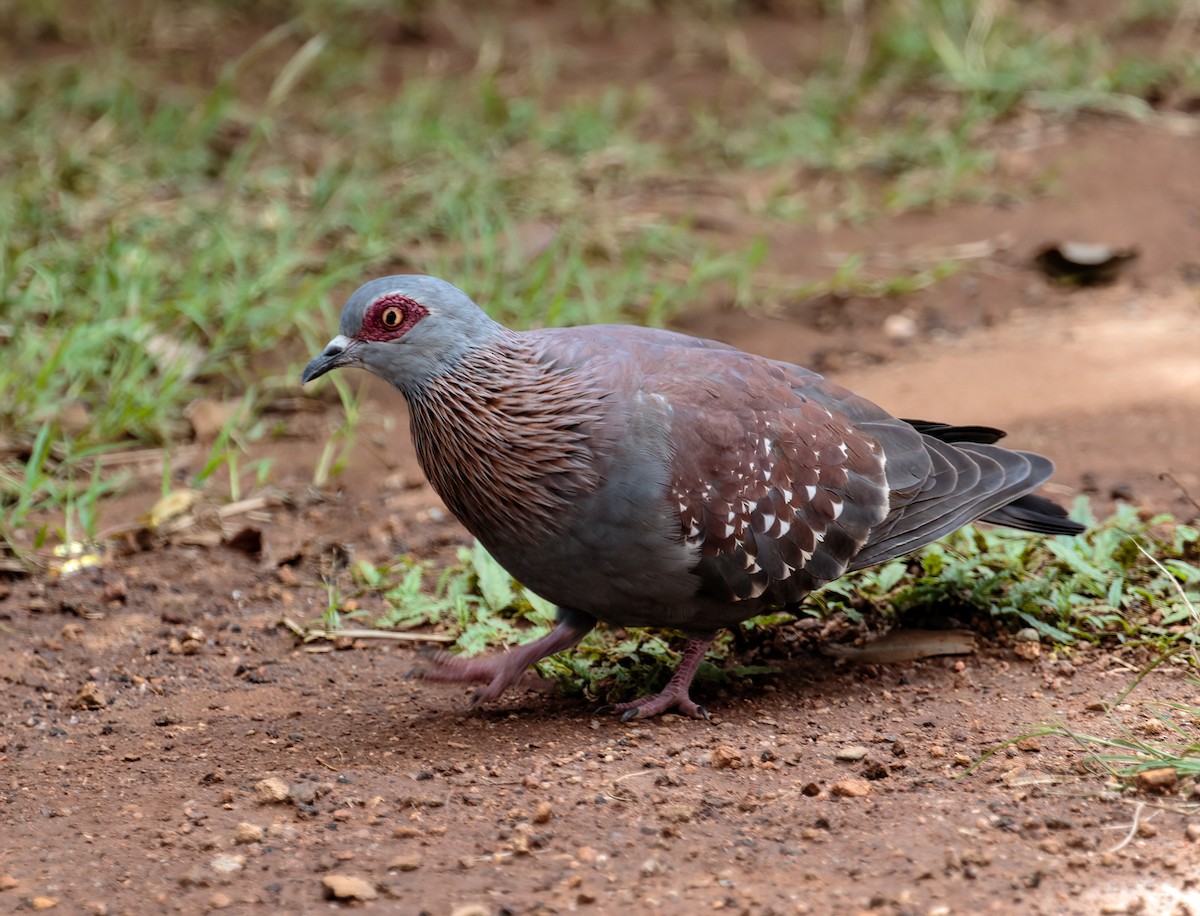 Speckled Pigeon - Bob Bowhay