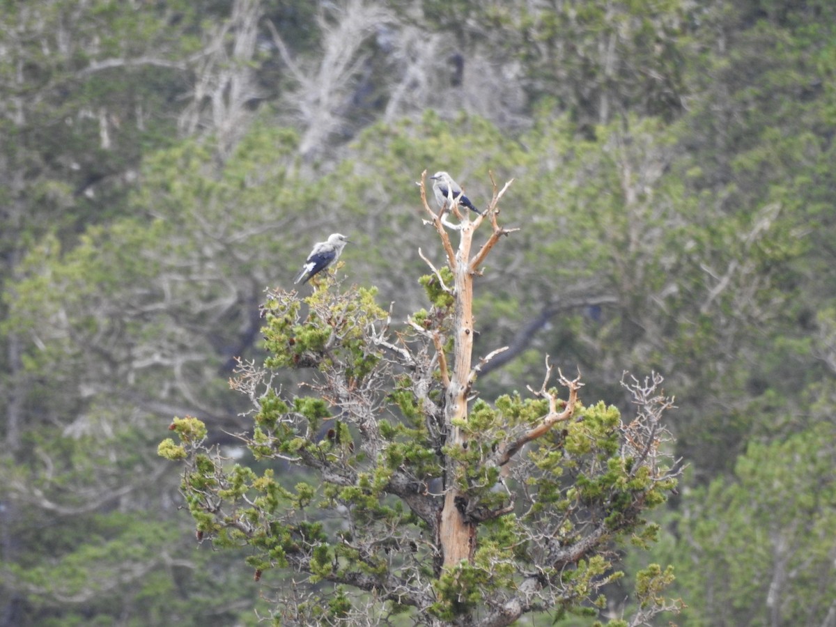 Clark's Nutcracker - ML358018121
