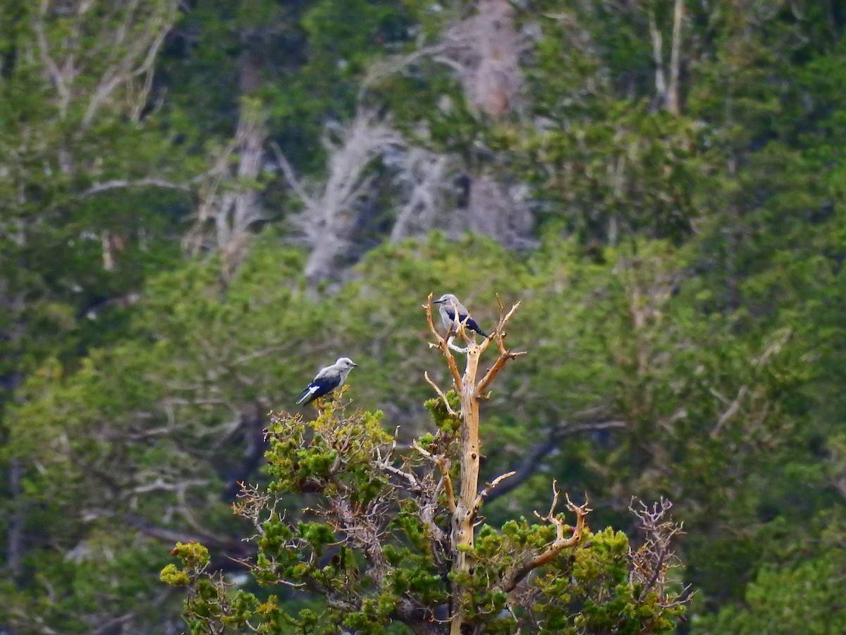 Clark's Nutcracker - ML358018191