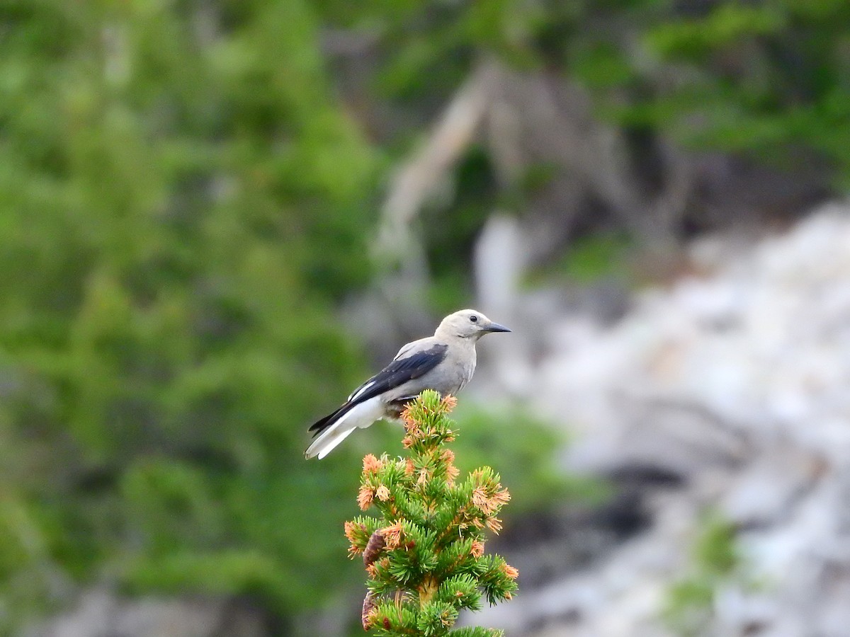 Clark's Nutcracker - ML358018321