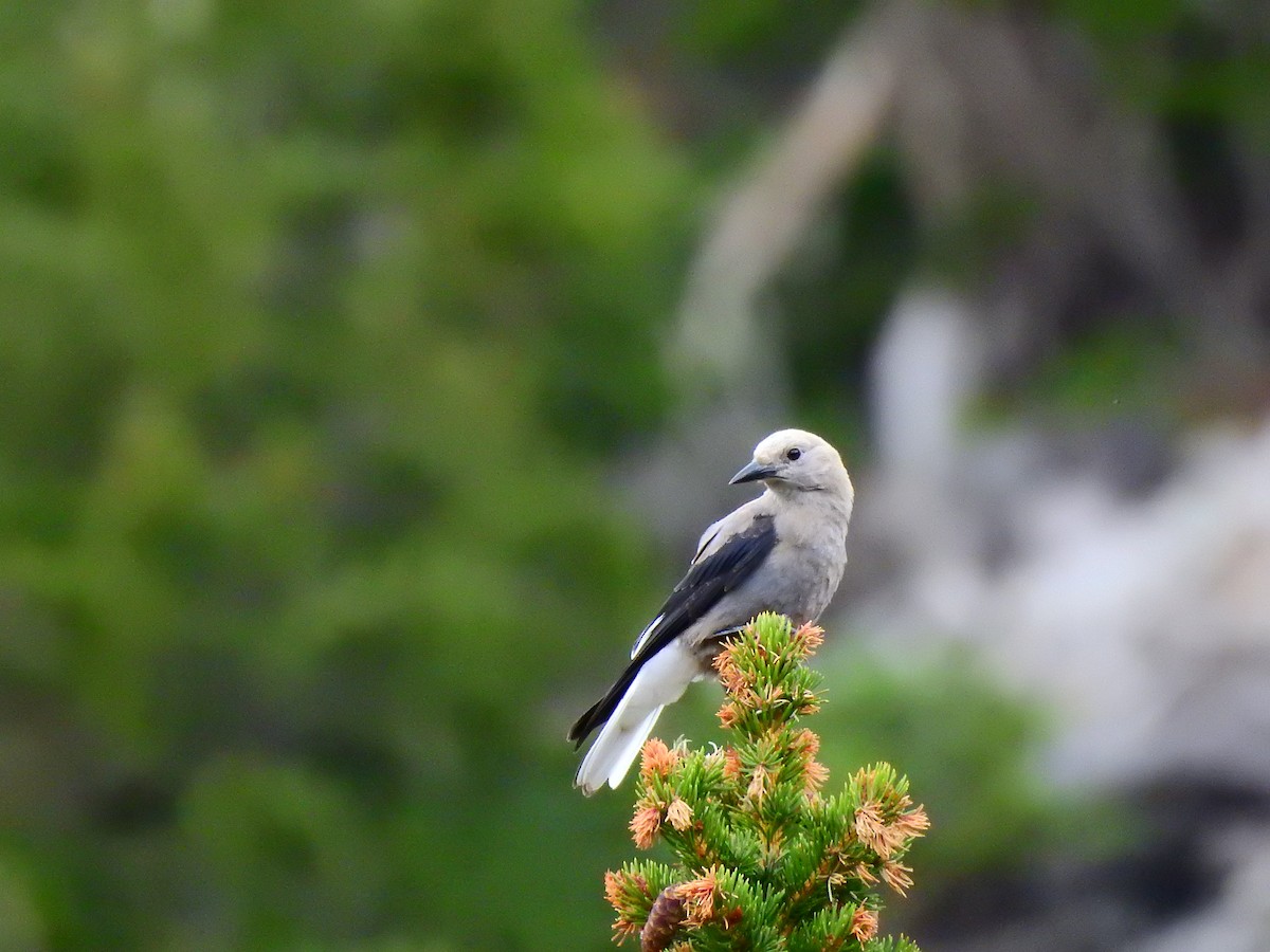 Clark's Nutcracker - ML358018341