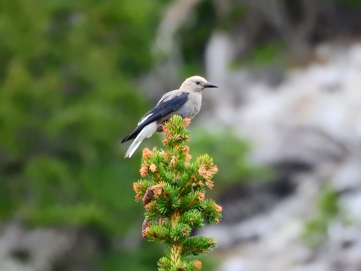 Clark's Nutcracker - ML358019461