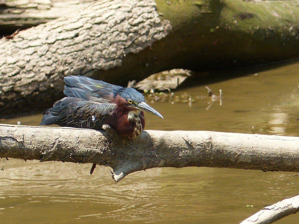 Green Heron - Nathan Goodman