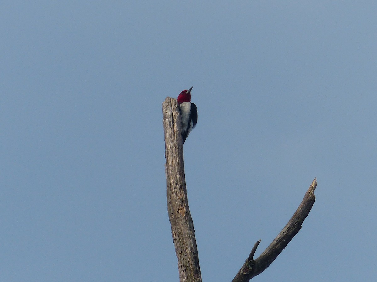 Red-headed Woodpecker - Nathan Goodman