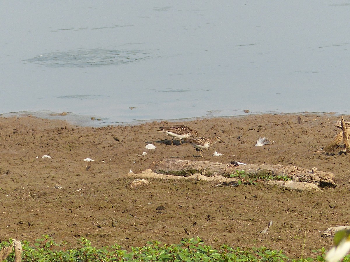 Least Sandpiper - Nathan Goodman