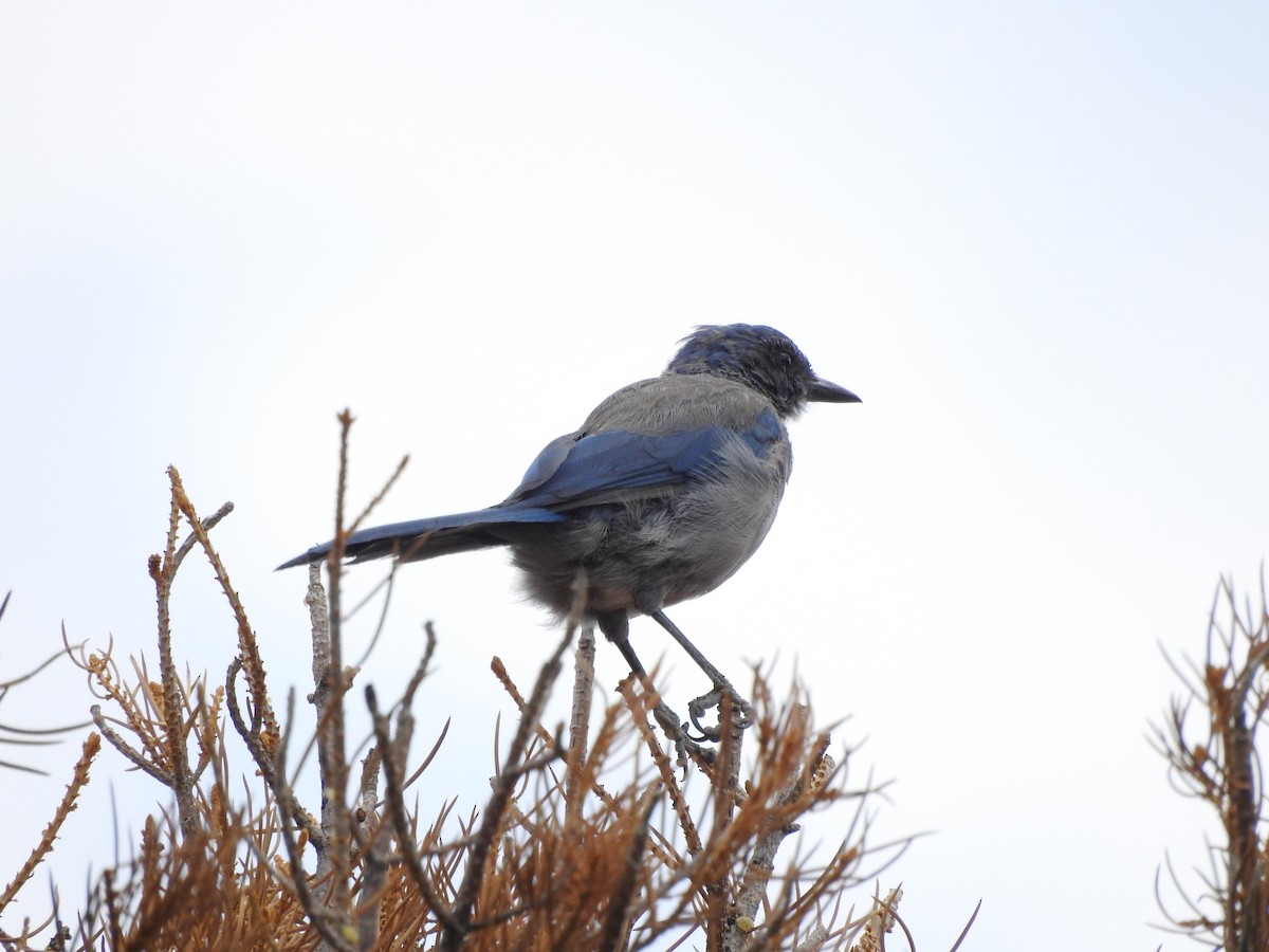 Woodhouse's Scrub-Jay - ML358021621