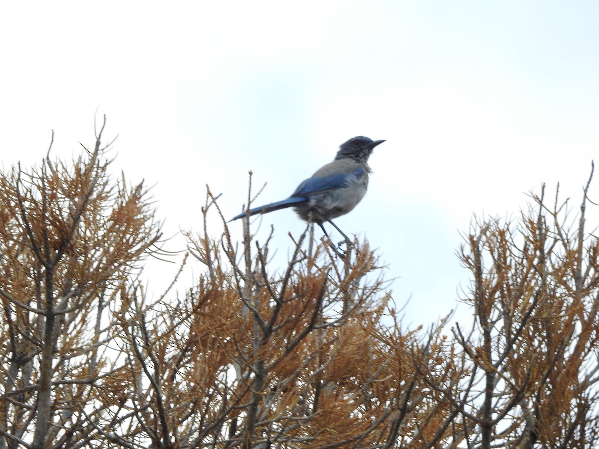 Woodhouse's Scrub-Jay - ML358021631