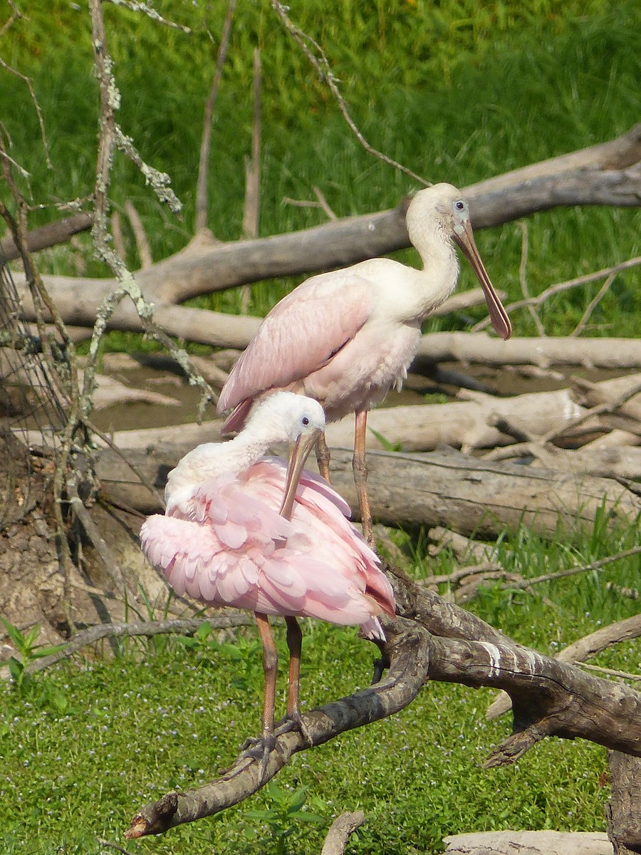 Roseate Spoonbill - Nathan Goodman