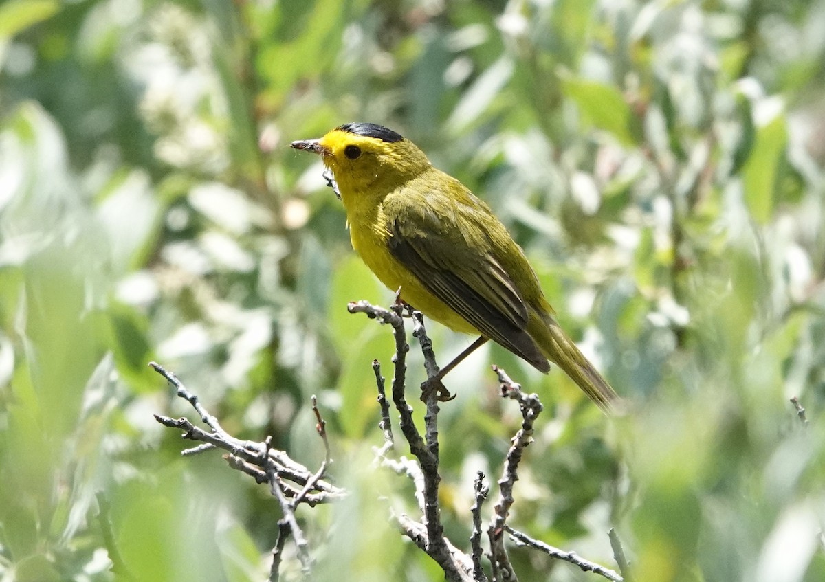 Wilson's Warbler - ML358021711