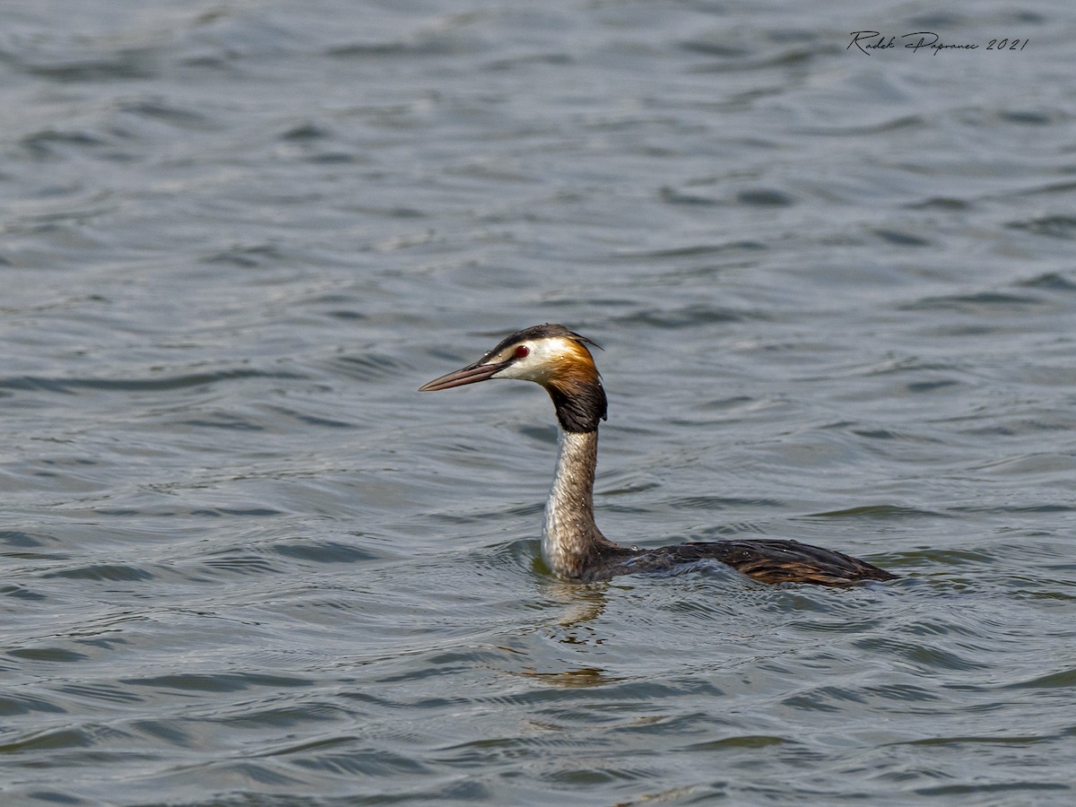 Great Crested Grebe - ML358025041