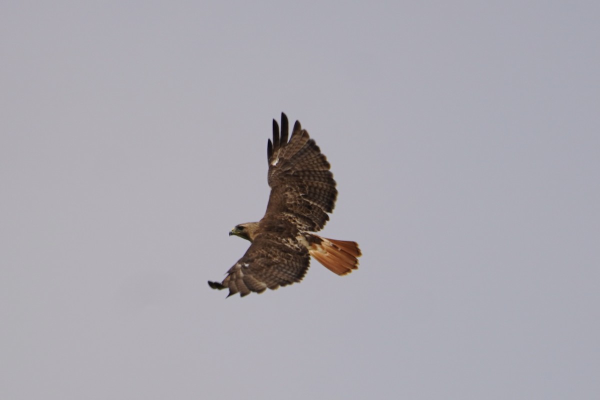 Red-tailed Hawk - ML358025511