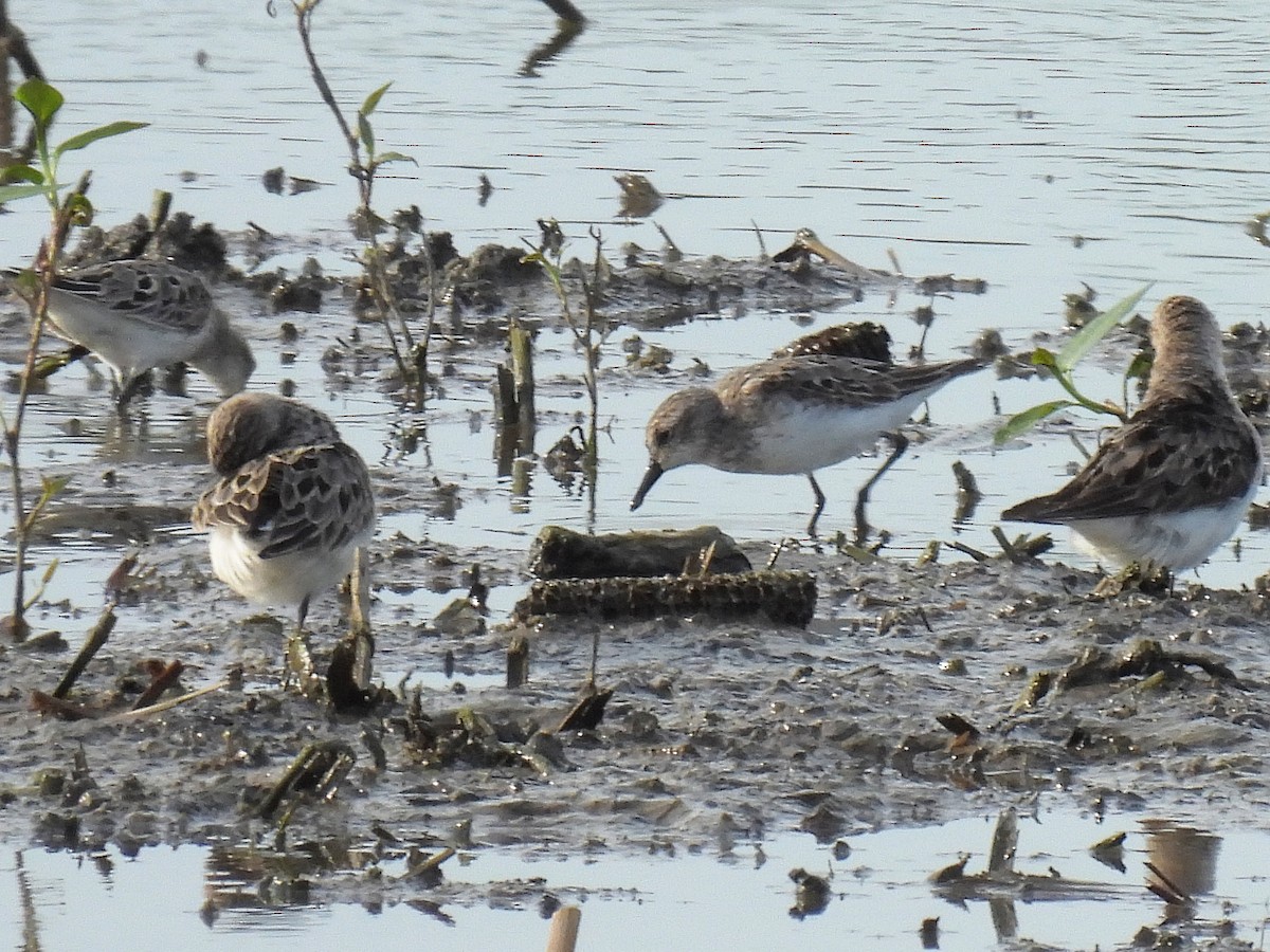 Semipalmated Sandpiper - Bill Nolting