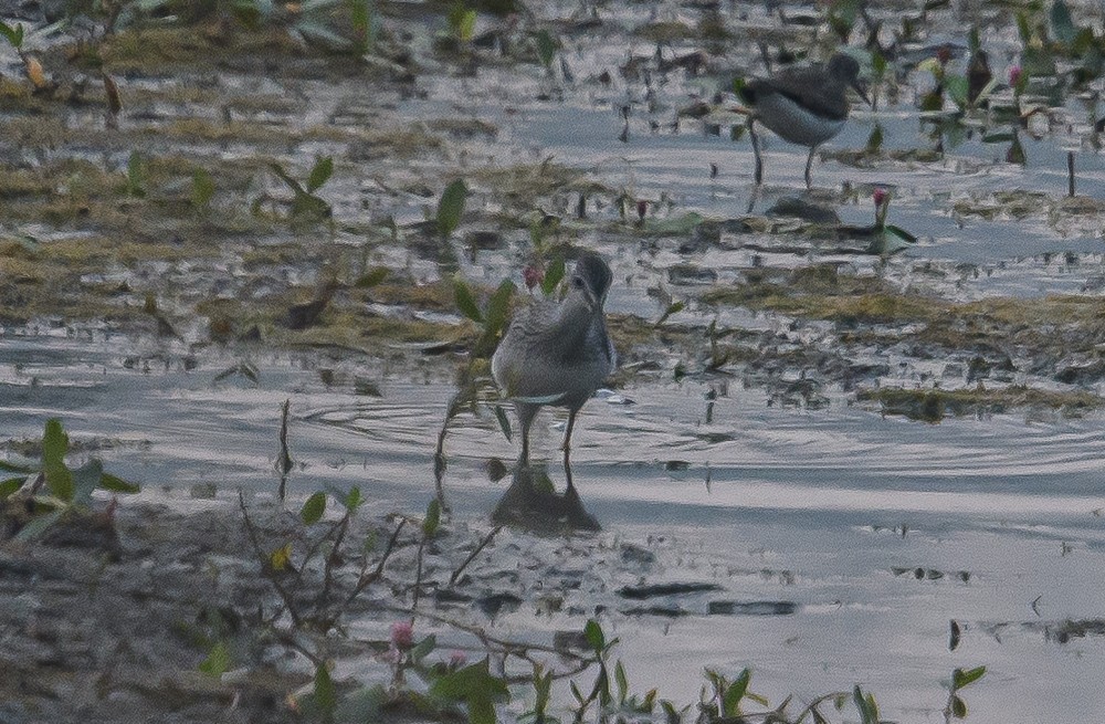 Greater Yellowlegs - ML358029291