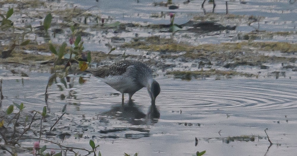 Greater Yellowlegs - ML358029301