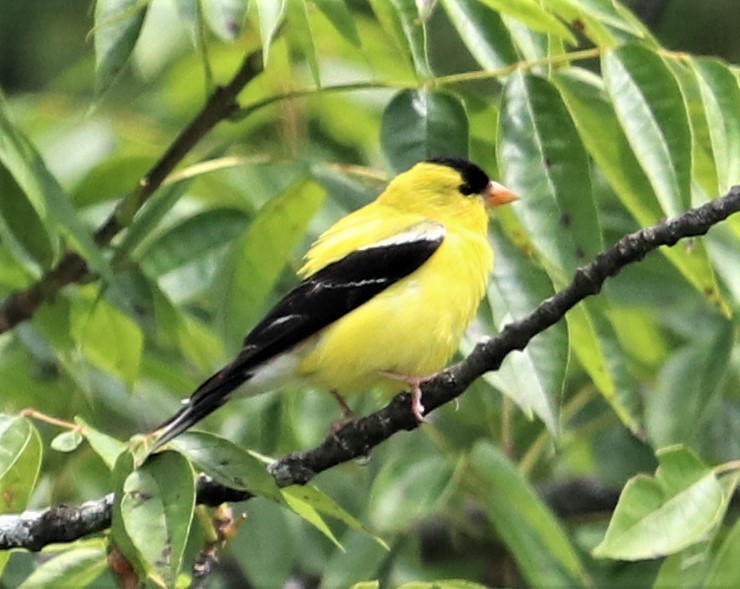 American Goldfinch - ML358030711