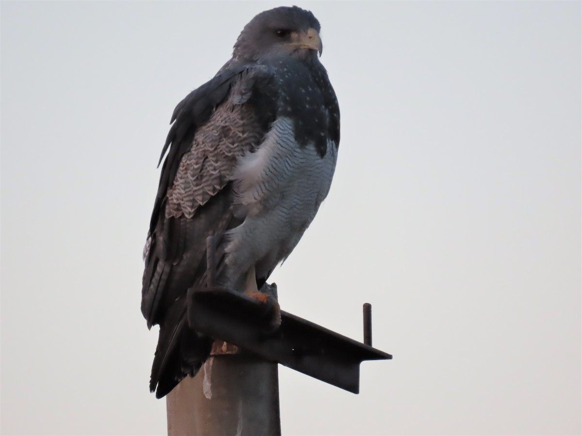 Black-chested Buzzard-Eagle - ML358031211