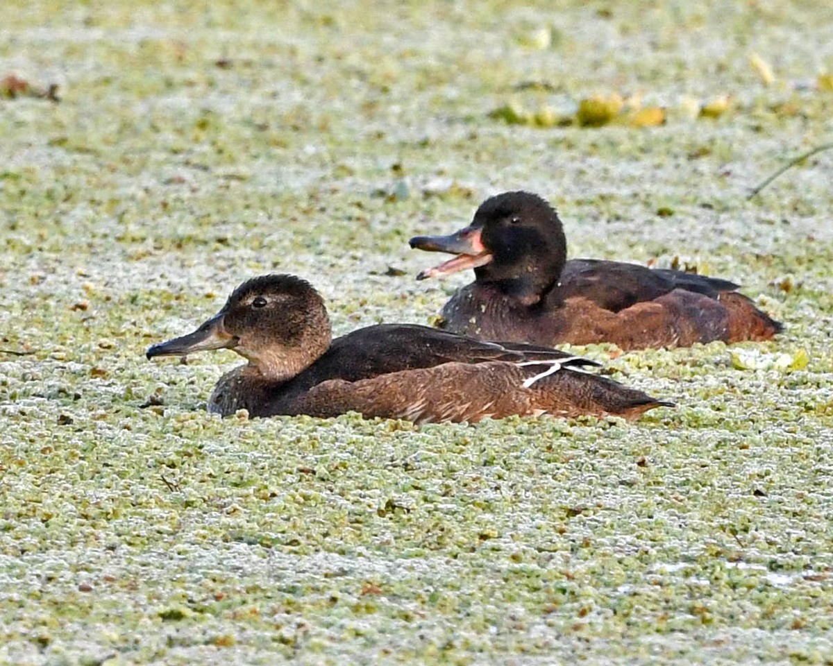 Black-headed Duck - Tini & Jacob Wijpkema