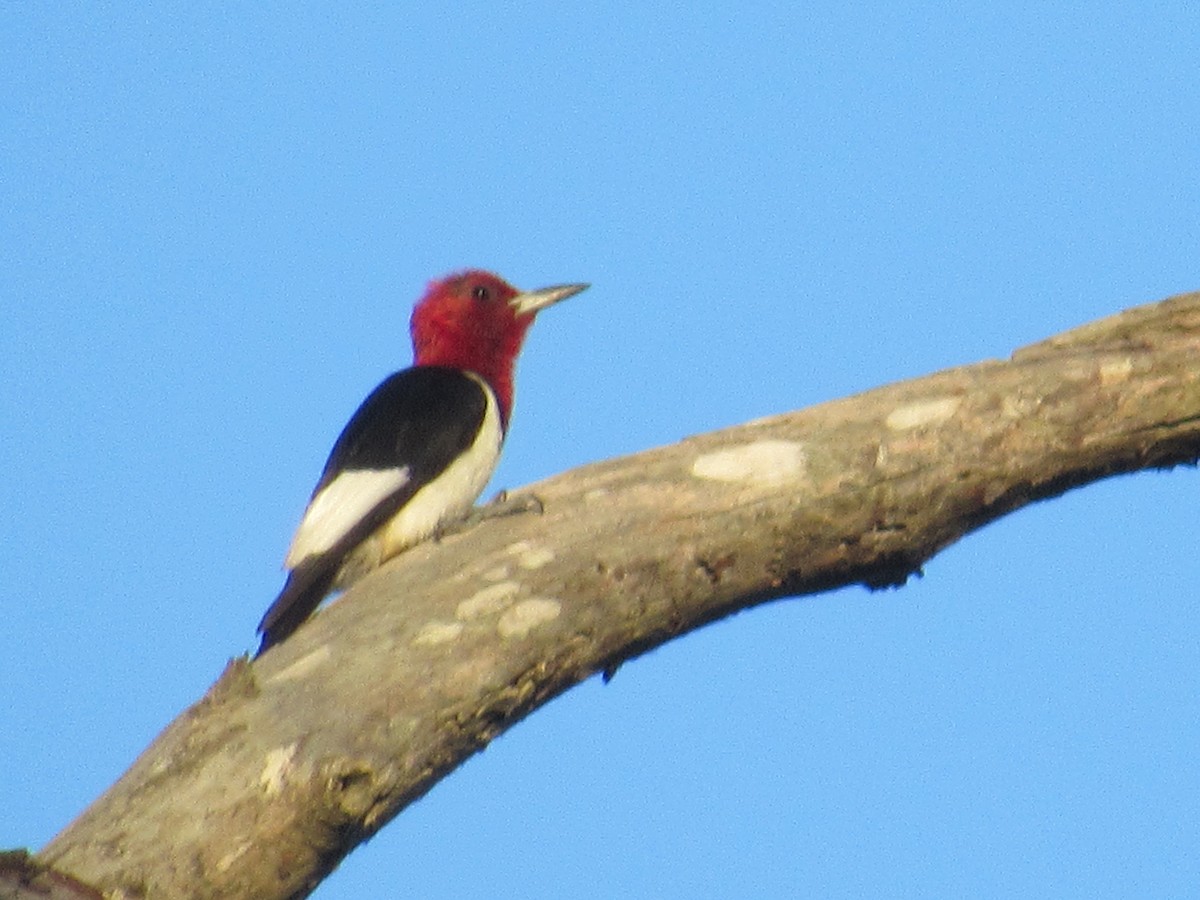 Red-headed Woodpecker - Caleb Helsel