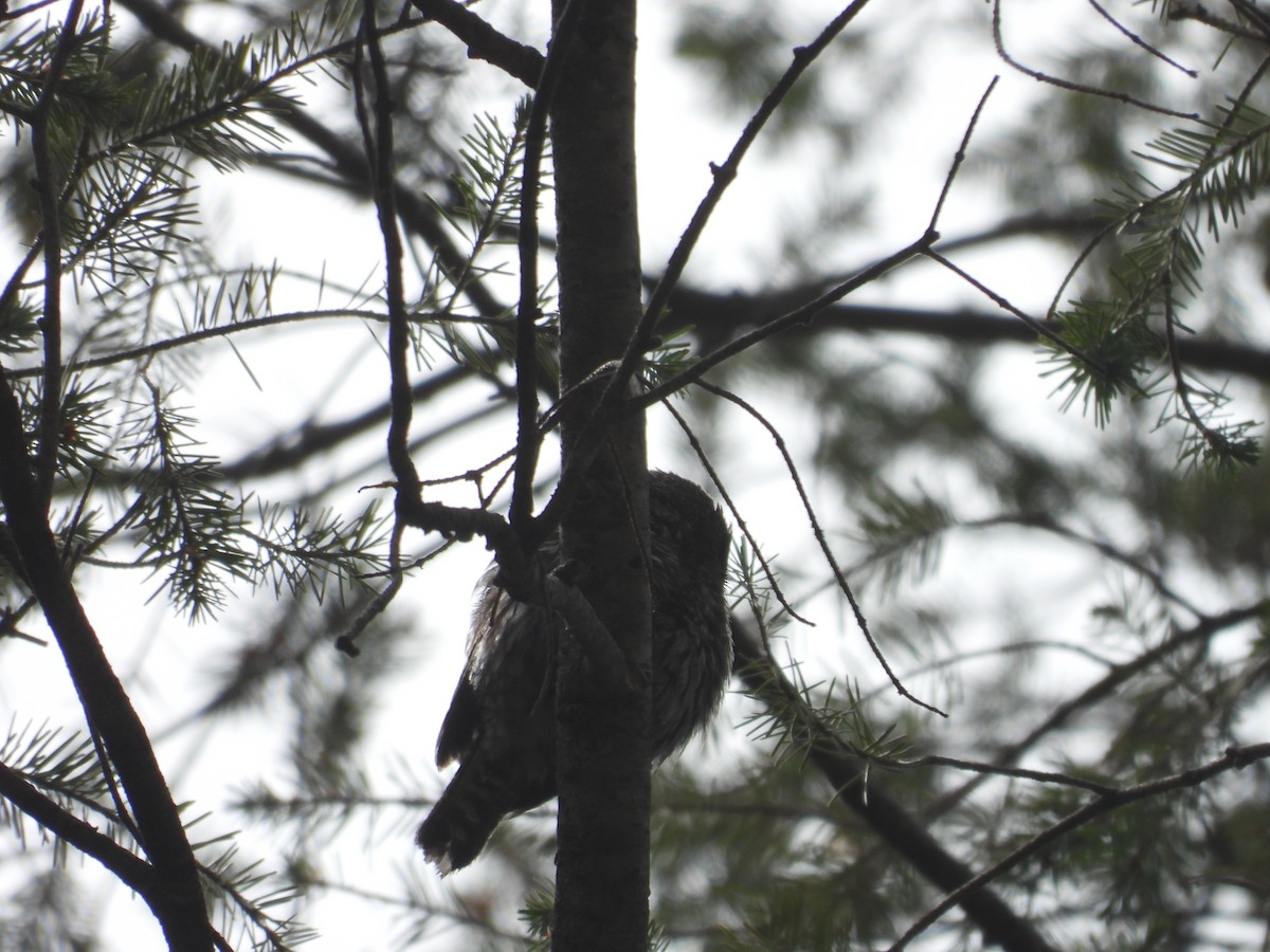 Northern Pygmy-Owl (Mountain) - ML358035001