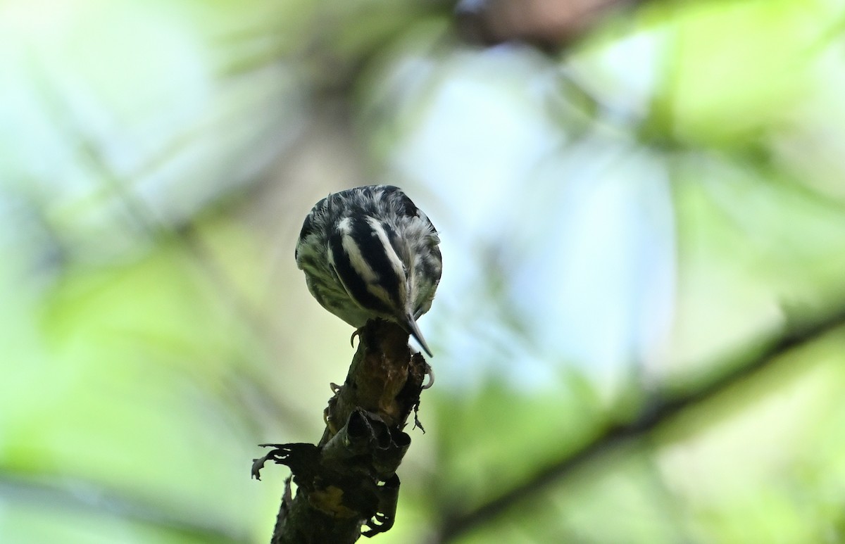 Black-and-white Warbler - ML358036691