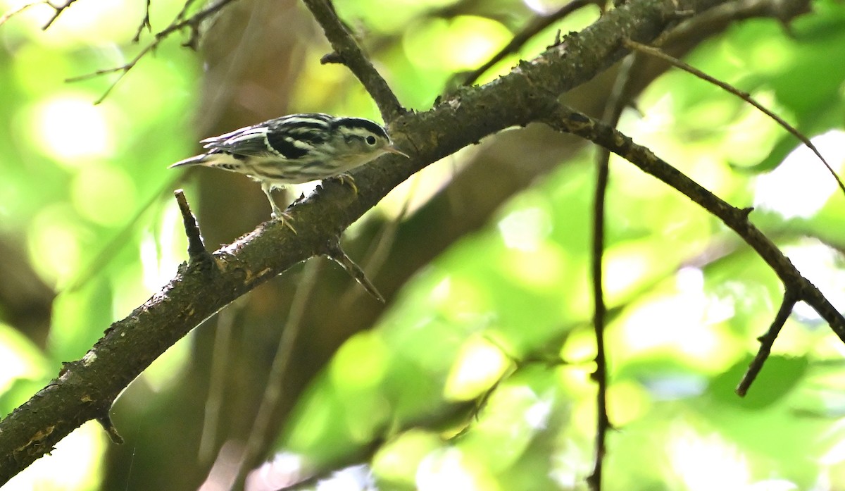 Black-and-white Warbler - ML358036701