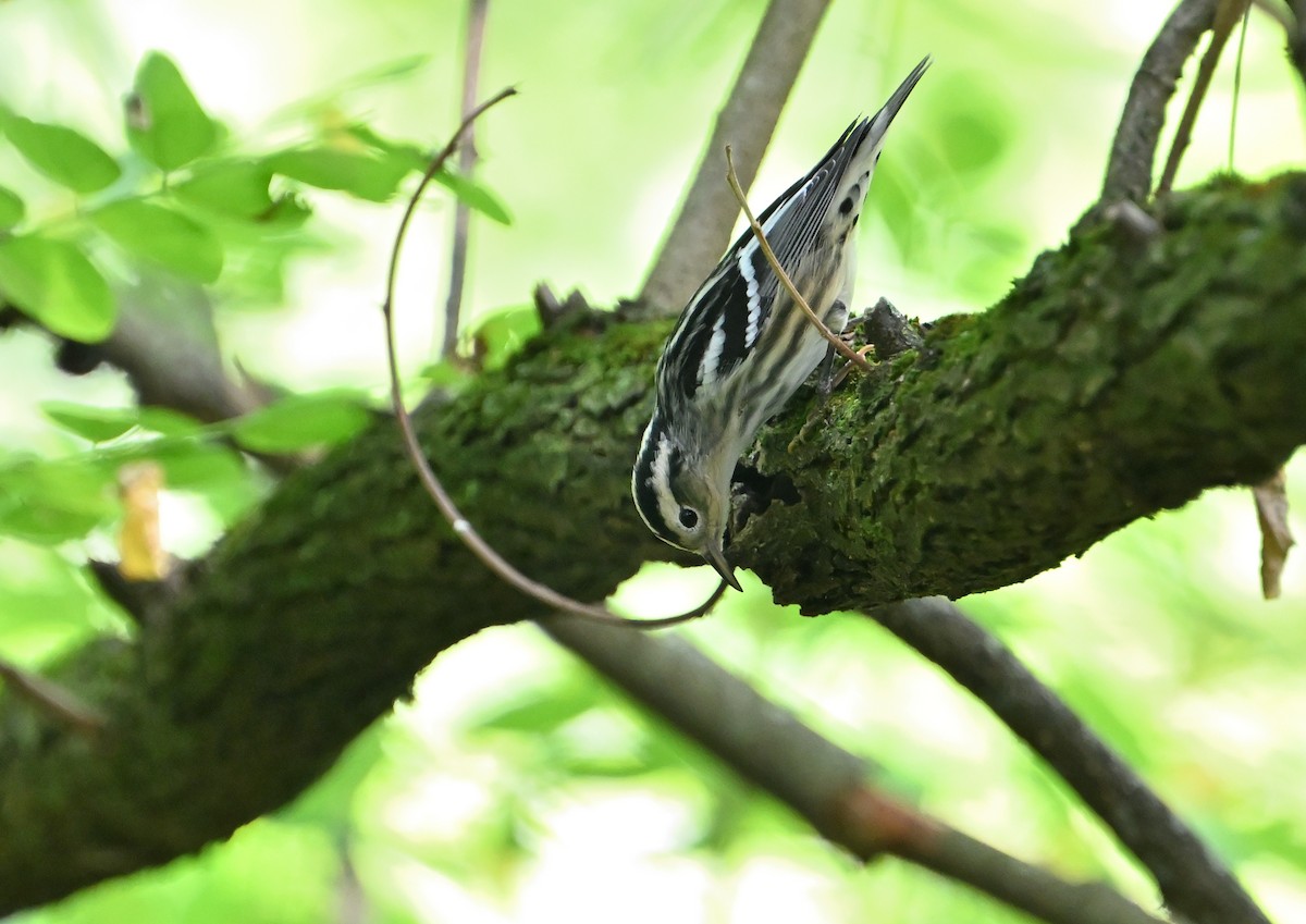 Black-and-white Warbler - ML358036711
