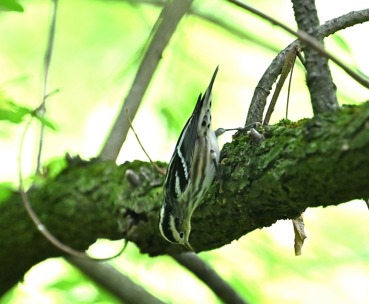Black-and-white Warbler - ML358036741