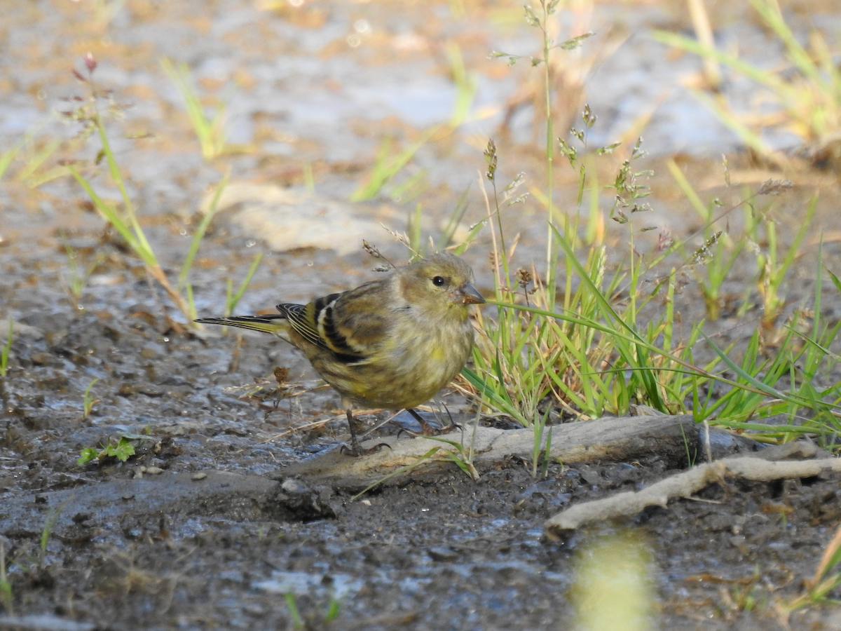 Citril Finch - ML358037091
