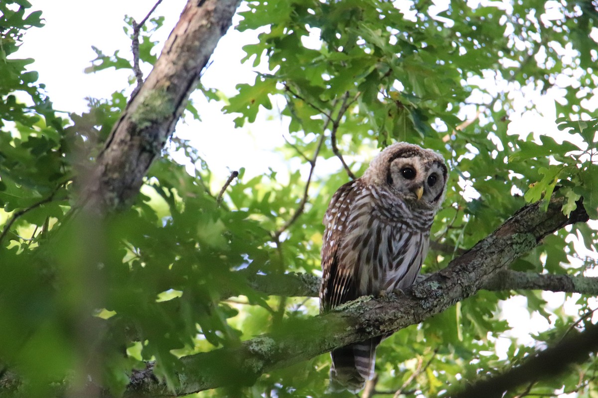 Barred Owl - ML358039931