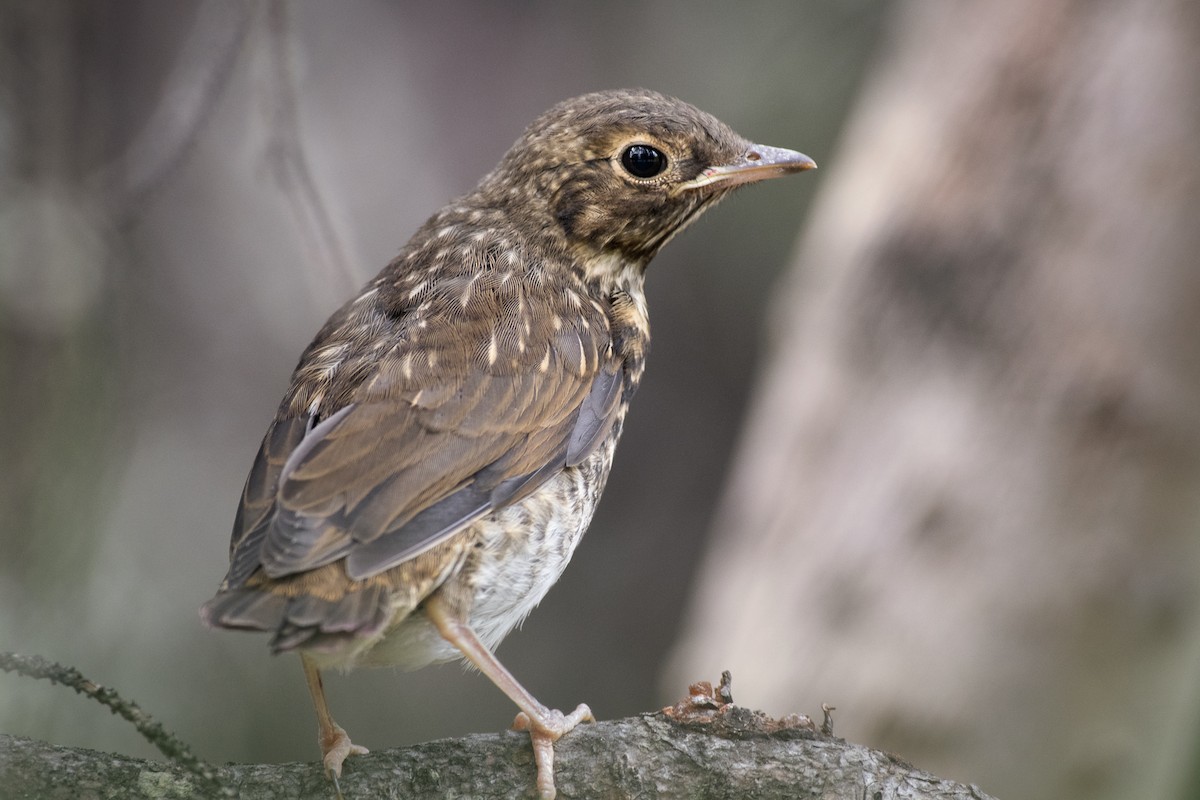 Swainson's Thrush - Charles Thomas